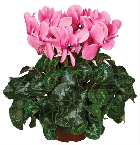 Photo de variété de fleurs à utiliser comme: Pot et Plante à massif Cyclamen persicum Super Serie® Mammoth® F1 Light Salmon Pink