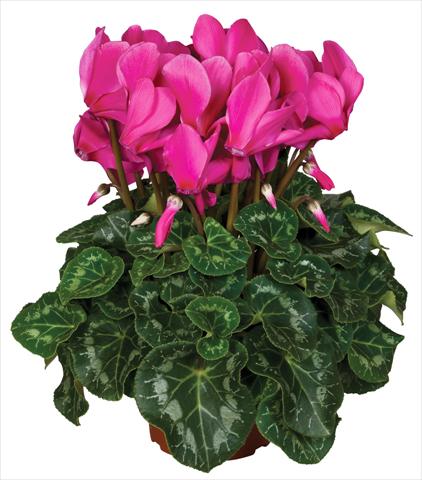 Photo de variété de fleurs à utiliser comme: Pot et Plante à massif Cyclamen persicum Super Serie® Mammoth® F1 Magenta