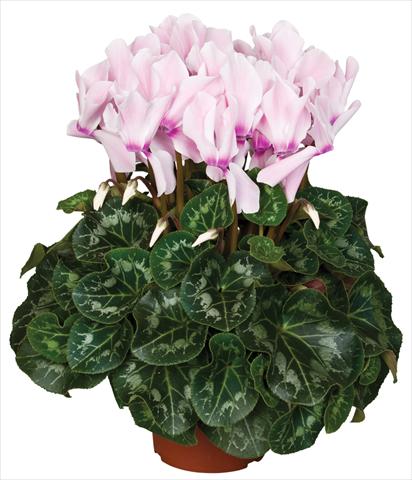 Photo de variété de fleurs à utiliser comme: Pot et Plante à massif Cyclamen persicum Super Serie® Mammoth® F1 Neon Flamed Light