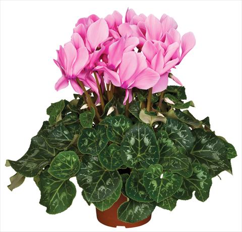 Photo de variété de fleurs à utiliser comme: Pot et Plante à massif Cyclamen persicum Super Serie® Mammoth® F1 Neon Pink