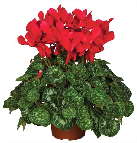 Photo de variété de fleurs à utiliser comme: Pot et Plante à massif Cyclamen persicum Super Serie® Mammoth® F1 Red