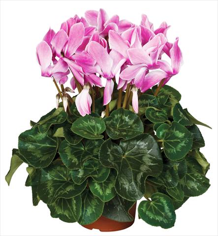 Photo de variété de fleurs à utiliser comme: Pot et Plante à massif Cyclamen persicum Super Serie® Mammoth® F1 Wine Red Flamed