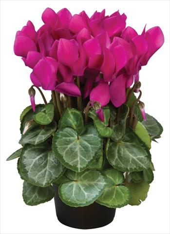 Photo de variété de fleurs à utiliser comme: Pot et Plante à massif Cyclamen persicum Super Serie® Michelangelo® F1 Dark Violet