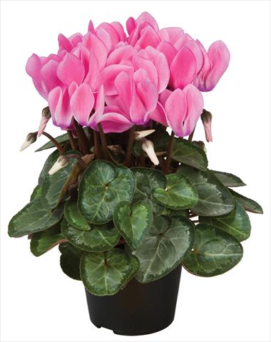 Photo de variété de fleurs à utiliser comme: Pot et Plante à massif Cyclamen persicum Super Serie® Michelangelo® F1 Neon Flamed