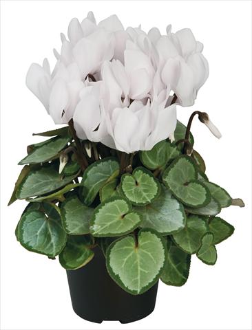 Photo de variété de fleurs à utiliser comme: Pot et Plante à massif Cyclamen persicum Super Serie® Michelangelo® F1 Pure White