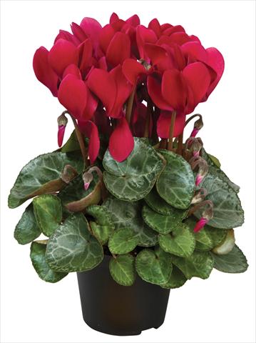 Photo de variété de fleurs à utiliser comme: Pot et Plante à massif Cyclamen persicum Super Serie® Michelangelo® F1 Wine Red