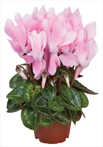 Photo de variété de fleurs à utiliser comme: Pot et Plante à massif Cyclamen persicum Super Serie® Micro® F1 Neon Flamed