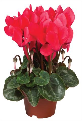 Photo de variété de fleurs à utiliser comme: Pot et Plante à massif Cyclamen persicum Super Serie® Micro® F1 Salmon Red