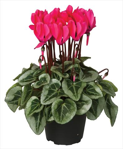 Photo de variété de fleurs à utiliser comme: Pot et Plante à massif Cyclamen persicum Super Serie® Picasso® F1 Neon Pink