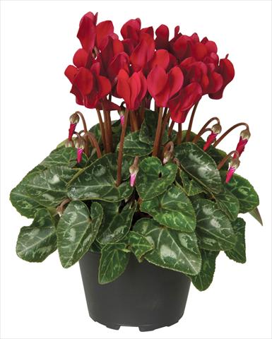 Photo de variété de fleurs à utiliser comme: Pot et Plante à massif Cyclamen persicum Super Serie® Verano® F1 Deep Wine Red
