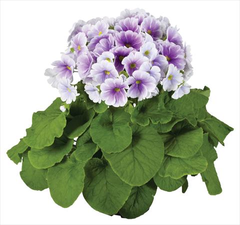 Photo de variété de fleurs à utiliser comme: Pot Primula obconica Touch Me® F1 Blue-White