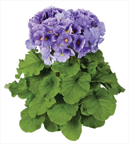 Photo de variété de fleurs à utiliser comme: Pot Primula obconica Touch Me® F1 Blue