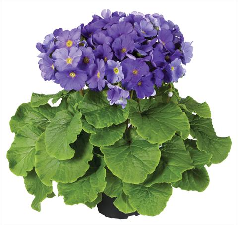 Photo de variété de fleurs à utiliser comme: Pot Primula obconica Touch Me® F1 Dark-Blue
