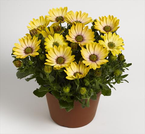 Photo de variété de fleurs à utiliser comme: Pot et Plante à massif Osteospermum RED FOX Summertime® Sunshine