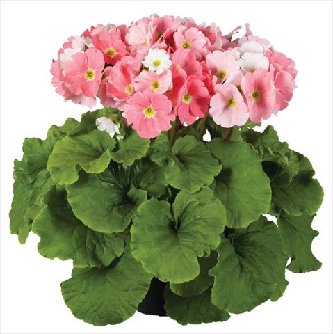 Photo de variété de fleurs à utiliser comme: Pot Primula obconica Touch Me® F1 Light Pink