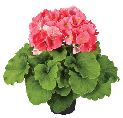 Photo de variété de fleurs à utiliser comme: Pot Primula obconica Touch Me® F1 Pink
