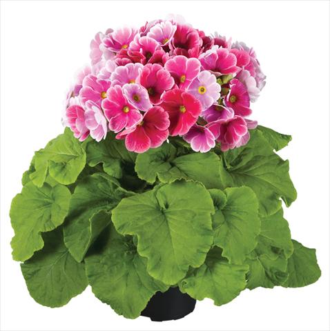 Photo de variété de fleurs à utiliser comme: Pot Primula obconica Touch Me® F1 Red-White