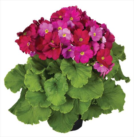 Photo de variété de fleurs à utiliser comme: Pot Primula obconica Touch Me® F1 Red