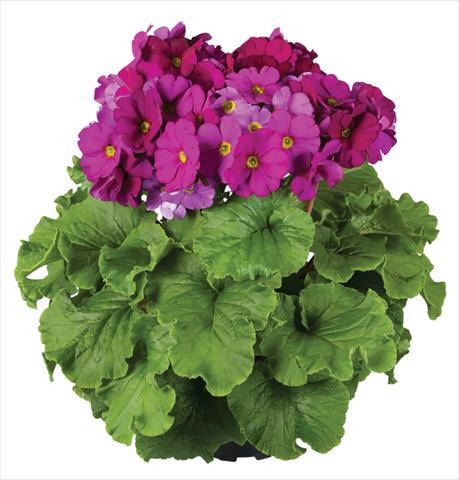 Photo de variété de fleurs à utiliser comme: Pot Primula obconica Touch Me® F1 Violet
