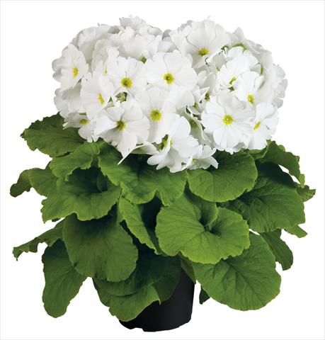 Photo de variété de fleurs à utiliser comme: Pot Primula obconica Touch Me® F1 White
