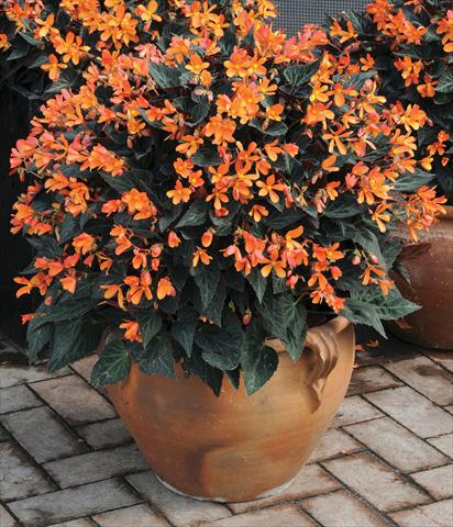 Photo de variété de fleurs à utiliser comme: Plante à massif, pot ou Suspension Begonia hybrida Glowing Embers™