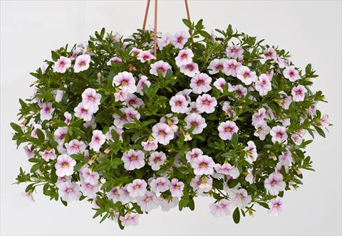 Photo de variété de fleurs à utiliser comme: Pot, Plante à massif, patio, Suspension Calibrachoa Noa® Almond Blossom