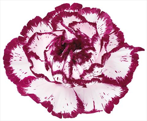 Photo de variété de fleurs à utiliser comme: Fleur coupée Dianthus caryophyllus Bacarat