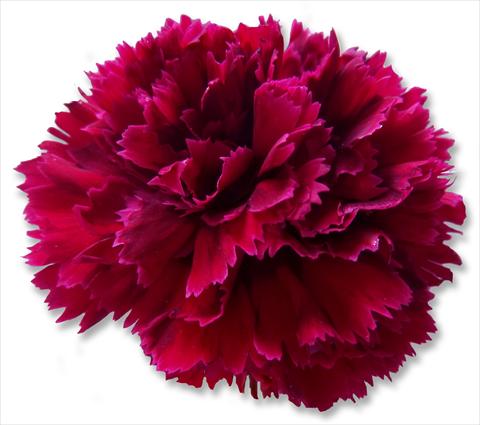 Photo de variété de fleurs à utiliser comme: Fleur coupée Dianthus caryophyllus Nobbio® Crimson