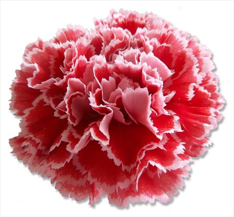 Photo de variété de fleurs à utiliser comme: Fleur coupée Dianthus caryophyllus Nobbio® Watermelon