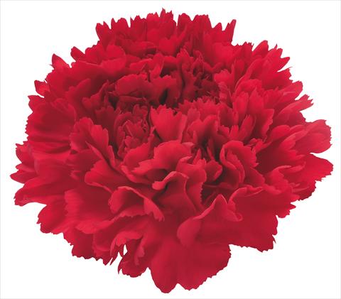 Photo de variété de fleurs à utiliser comme: Fleur coupée Dianthus caryophyllus Rodolfo