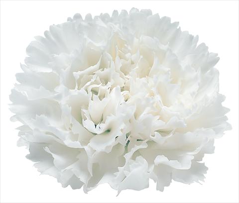 Photo de variété de fleurs à utiliser comme: Fleur coupée Dianthus caryophyllus Snow Storm