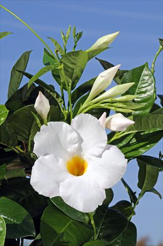 Photo de variété de fleurs à utiliser comme: Patio, pot Dipladenia Diamantina® Agathe White 501