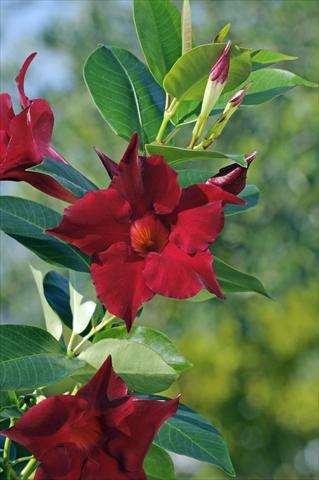Photo de variété de fleurs à utiliser comme: Patio, pot Dipladenia Diamantina® Jade Red 205