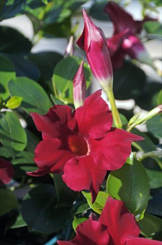 Photo de variété de fleurs à utiliser comme: Patio, pot Dipladenia Diamantina® Jade Scarlet 203