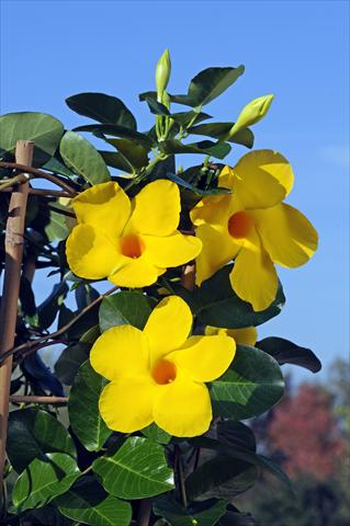 Photo de variété de fleurs à utiliser comme: Patio, pot Dipladenia Diamantina® Opale Citrine 403