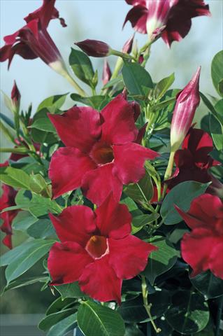 Photo de variété de fleurs à utiliser comme: Patio, pot Dipladenia Diamantina® Rubis Red 102