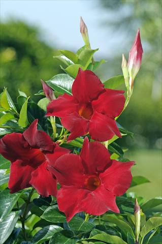 Photo de variété de fleurs à utiliser comme: Patio, pot Dipladenia Diamantina® Topaze Vermillon 301