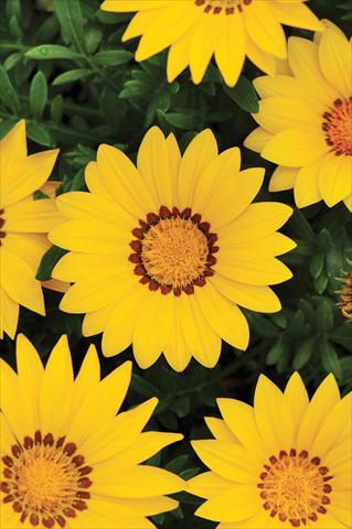 Photo de variété de fleurs à utiliser comme: Plante à massif/ plante de bordure Gazania rigens New Day™ Yellow