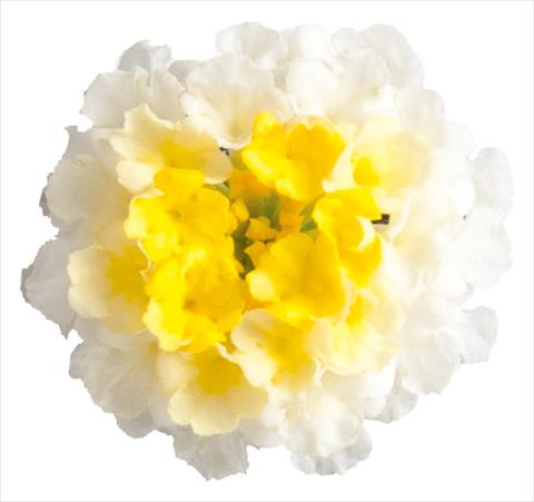Photo de variété de fleurs à utiliser comme: Pot, Plante à massif, patio Lantana camara Lucky™ Lemon Glow