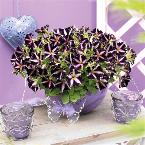 Photo de variété de fleurs à utiliser comme: Pot, Plante à massif, patio, Suspension Petunia hybrida Mystical™ Merlin