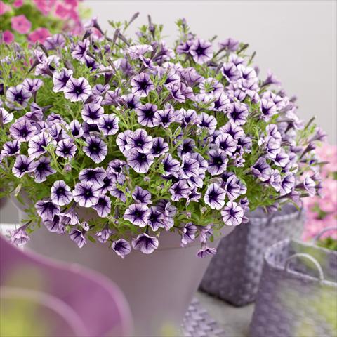 Photo de variété de fleurs à utiliser comme: Pot, Plante à massif, patio, Suspension Petunia hybrida Vivini™ Violet Vein