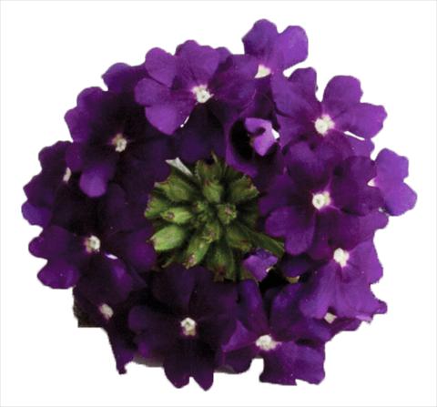 Photo de variété de fleurs à utiliser comme: Pot, patio, Suspension Verbena hybrida Venturi™ Violet
