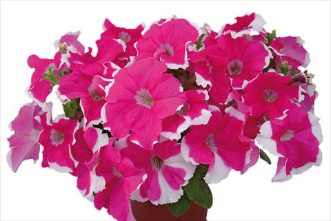 Photo de variété de fleurs à utiliser comme: Pot, Plante à massif, patio, Suspension Petunia multiflora Candy Laced Rose