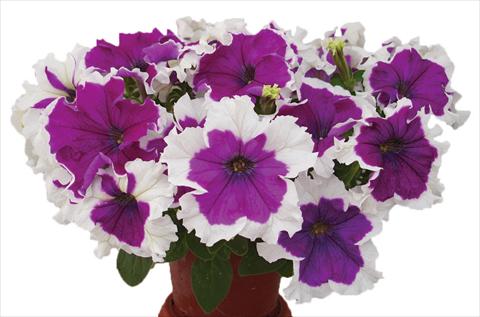 Photo de variété de fleurs à utiliser comme: Pot, Plante à massif, patio, Suspension Petunia multiflora Candy Picotee Velvet