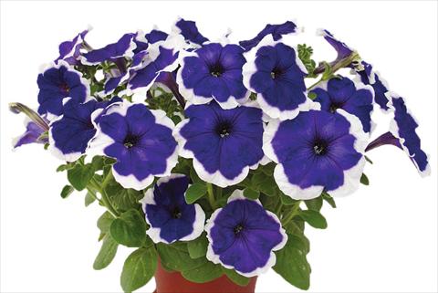 Photo de variété de fleurs à utiliser comme: Pot, Plante à massif, patio, Suspension Petunia multiflora Candy Picotee Blue