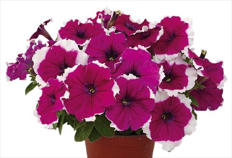 Photo de variété de fleurs à utiliser comme: Pot, Plante à massif, patio, Suspension Petunia multiflora Candy Picotee Burgundy