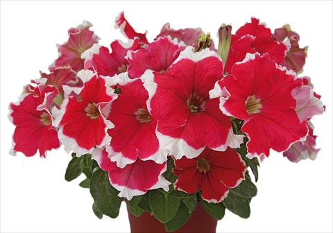 Photo de variété de fleurs à utiliser comme: Pot, Plante à massif, patio, Suspension Petunia multiflora Candy Picotee Red