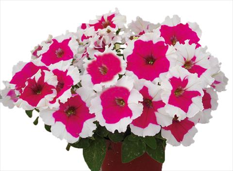 Photo de variété de fleurs à utiliser comme: Pot, Plante à massif, patio, Suspension Petunia multiflora Candy Picotee Rose