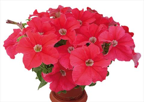 Photo de variété de fleurs à utiliser comme: Pot, Plante à massif, patio, Suspension Petunia multiflora Candy Pure Orange Red