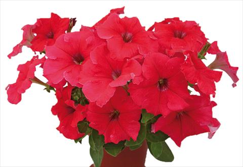Photo de variété de fleurs à utiliser comme: Pot, Plante à massif, patio, Suspension Petunia multiflora Candy Pure Red